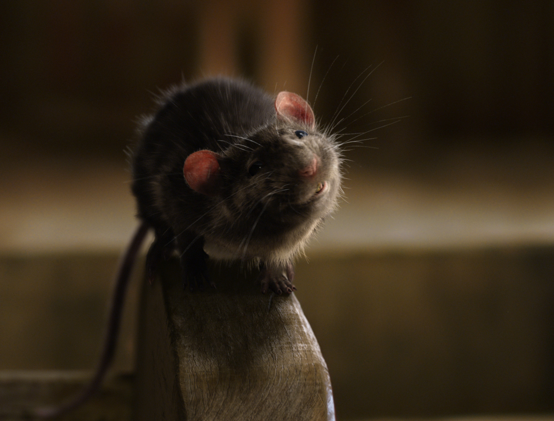 Charlotte's Web Tippett Studio